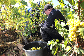 vendanges des Chardonnay a Avize dans la Marne