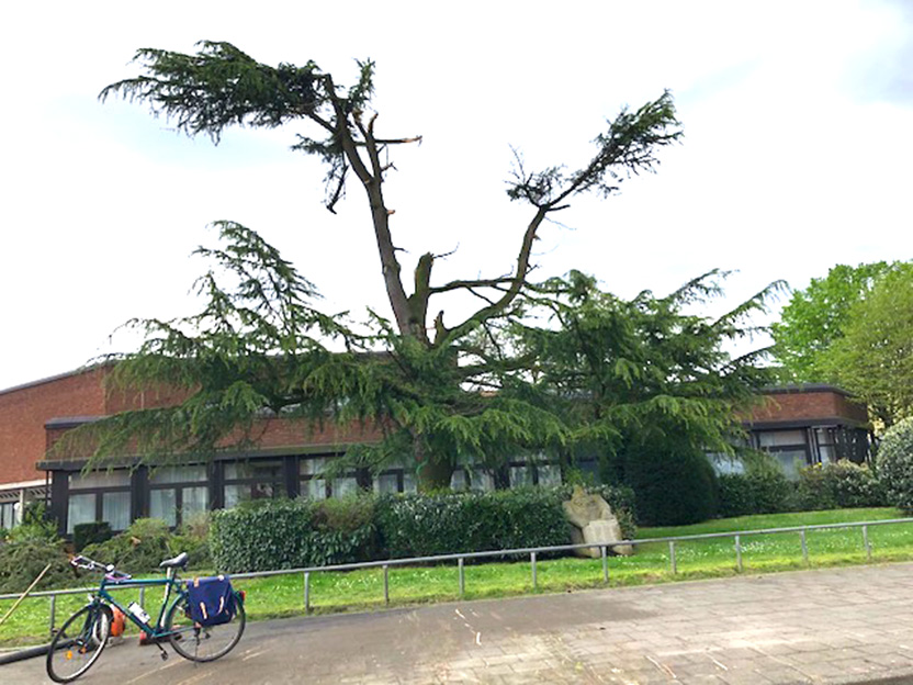 Baum vor Gymnasium